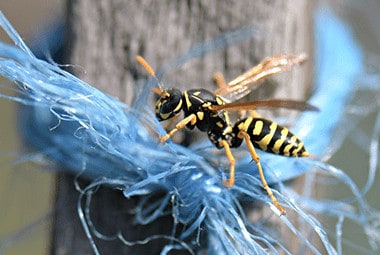 yellow jacket on wooden fence post outside st louis home