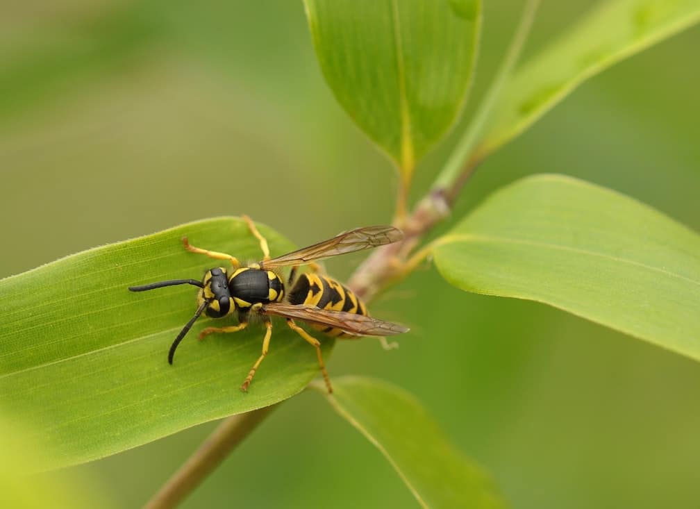 close up of yellow jacket stinging insect perched on greenery