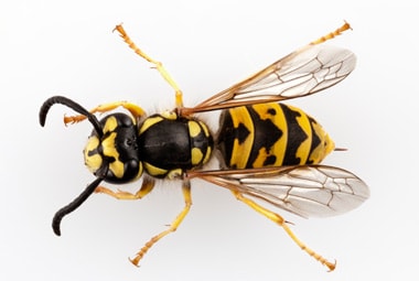 Yellow Jackets